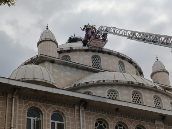 Cami kubbesinde mahsur kalan leyleği itfaiye kurtardı
