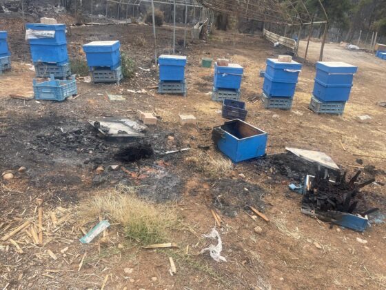 Milyonlarca arı telef oldu