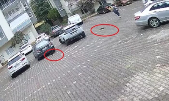 Yavru kedilerle kovalamaca!