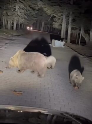 Uludağ’da ayı saldırısı!