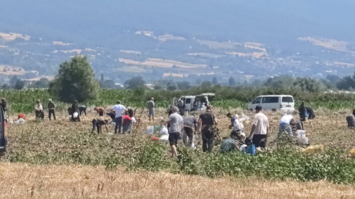 Tarlasındaki ürünleri ücretsiz dağıttı