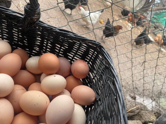 Yumurta fiyatları okulların açılmasıyla yükselebilir