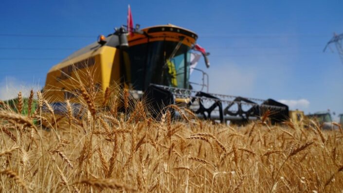Ekonomik ömrünü tamamlamış biçerdöverler de hasat yapıyor