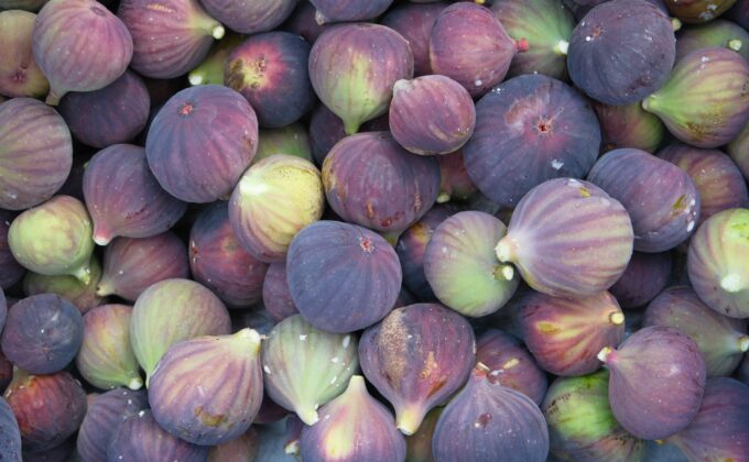 Bursa siyahı incirinde hasat ve ihracat başladı