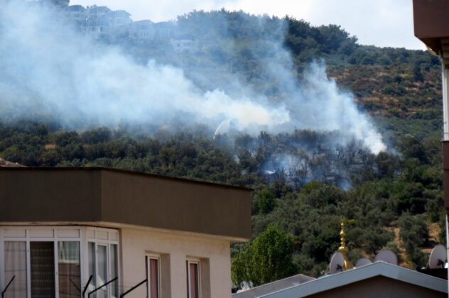 Bursa’da zeytinlikler küle döndü