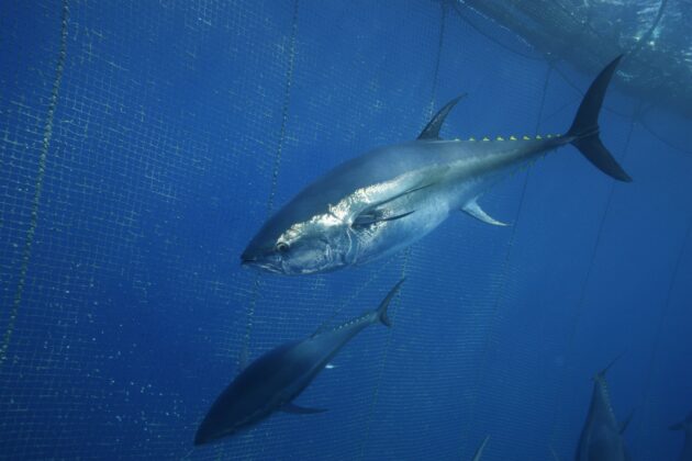 Türk orkinos ihracatı 130 milyon dolara ulaştı