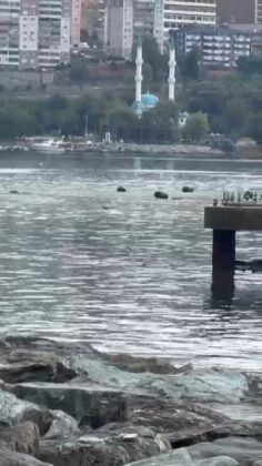 Denize dökülen kirli atıklar körfezi çöplüğe çevirdi