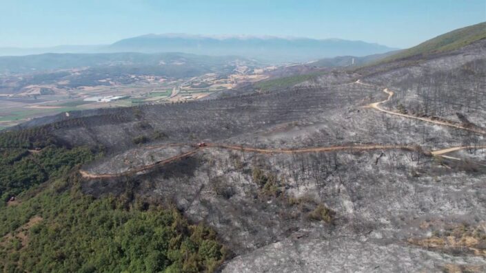 Yanan ormandan geriye bu görüntüler kaldı