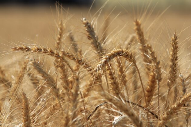 Tahıl üretiminde 83 milyon tonluk artış bekleniyor