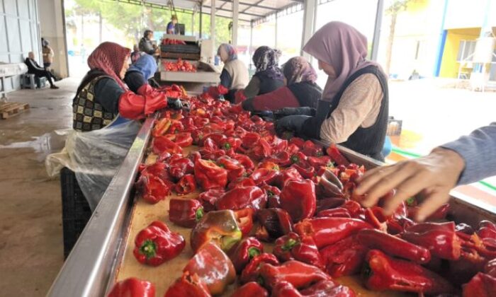 Hollanda’nın salçası İnegöllü kadınlardan