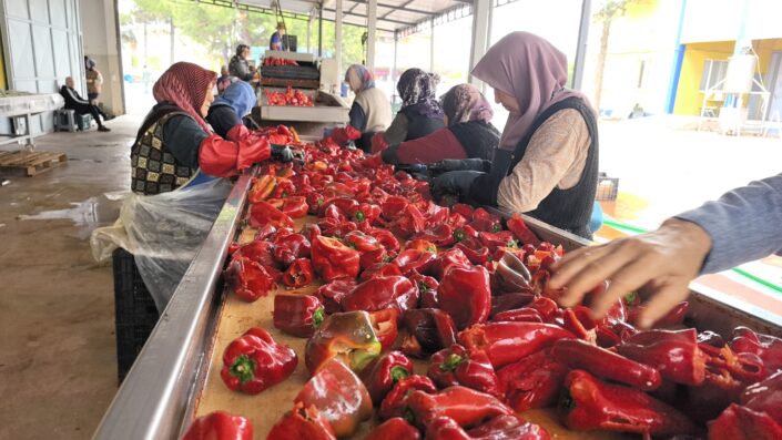 Hollanda’nın salçası İnegöllü kadınlardan