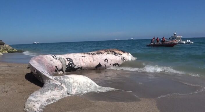 16 metrelik Fin balinasının iskeleti gün yüzüne çıkıyor