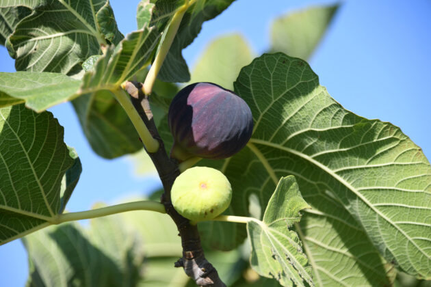 Dünyaya açılan lezzet “Bursa Siyah İnciri”