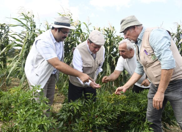 Ata tohumları geleceğe taşınıyor