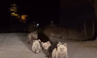 Uludağ’da ilginç karşılaşma