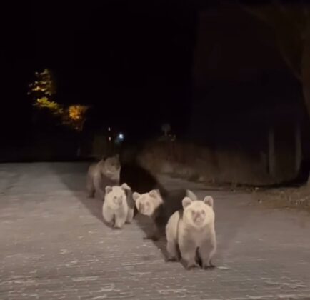 Uludağ’da ilginç karşılaşma