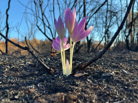 Yanan ormanda açan çiçek görenleri duygulandırdı