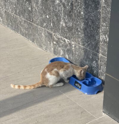 Sokak hayvanlarına umut olan proje