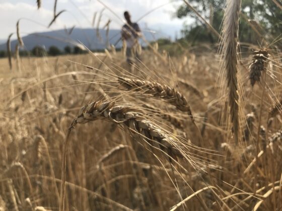 Dünya tahıl arzında rekor beklenti