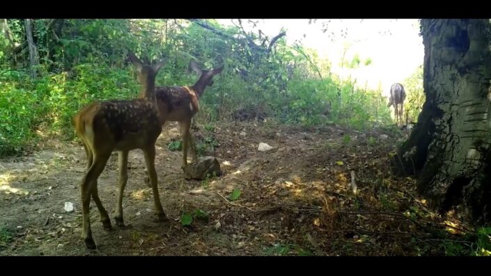 Kızıl geyikler fotokapana yakalandı