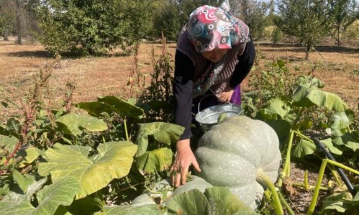 Emeğinin karşılığını dev kabaklarla aldı