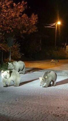 Ayılarla burun buruna geldiler