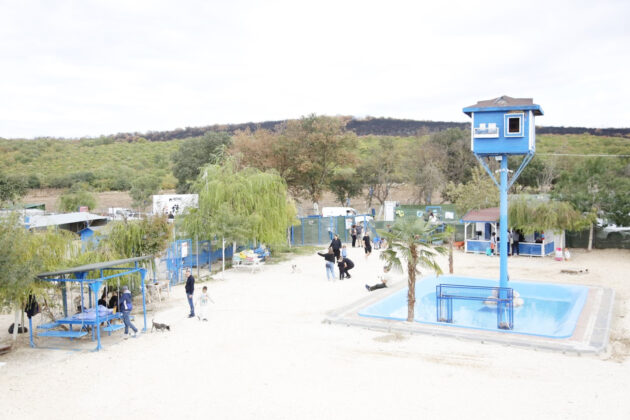 HEPAD’dan terk edilmiş dostlara yuva çağrısı: Onların yeri burası değil