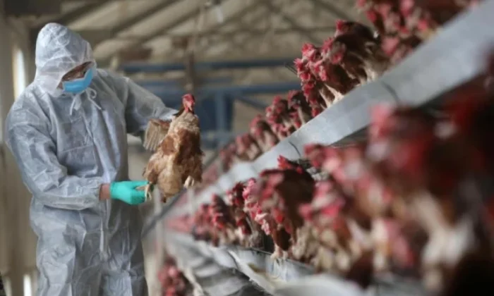 Almanya’da kuş gribi alarmı