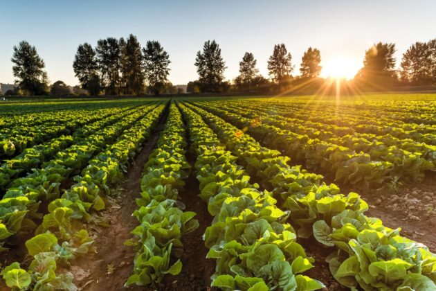 Bursa kendi toprağını tüketiyor
