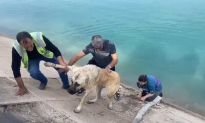 Fırat Nehrinde köpek kurtarma operasyonu