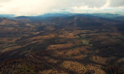 Bursa yeniden yeşerecek