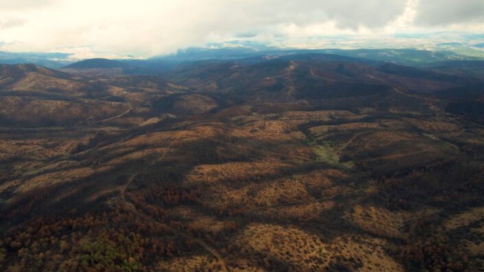 Bursa yeniden yeşerecek