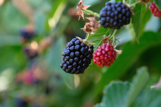 Destek programına başvuruda son gün 30 Kasım!