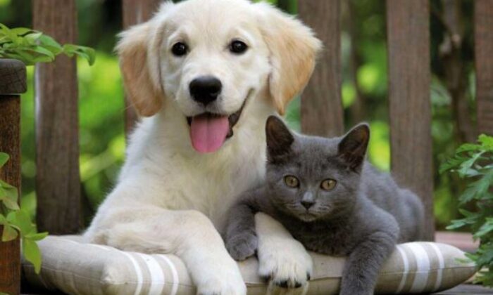 İnegöl Belediyesi’nden mikroçip uyarısı