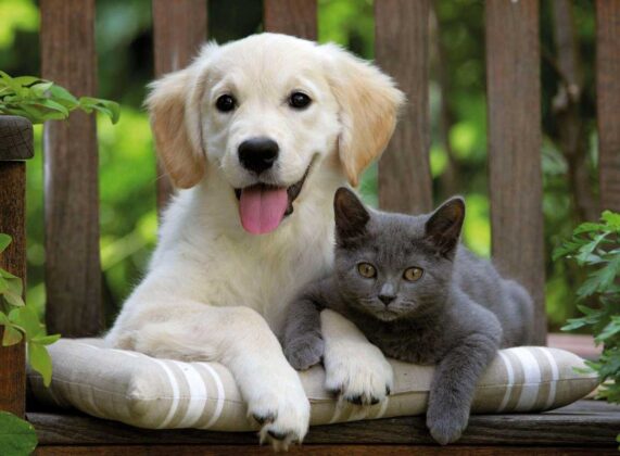 İnegöl Belediyesi’nden mikroçip uyarısı