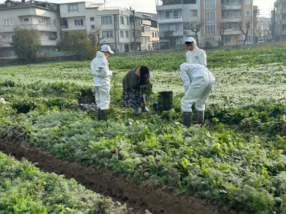 Ata tohumundan doğal üretim