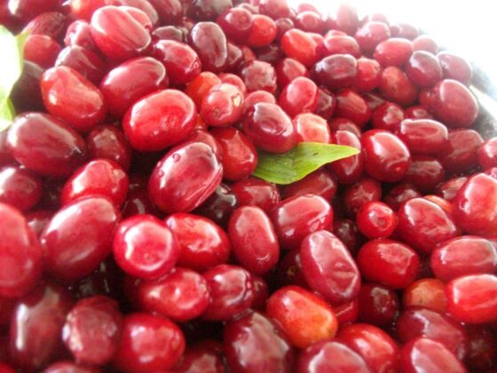 Soğuk algınlığına doğal koruma