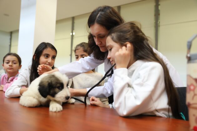 Küçük veterinerler iş başında