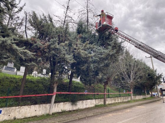 Şiddetli lodos nedeniyle ağaç devrildi