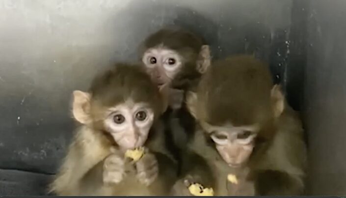 Bursa’da 3 makak maymunu koruma altına alındı