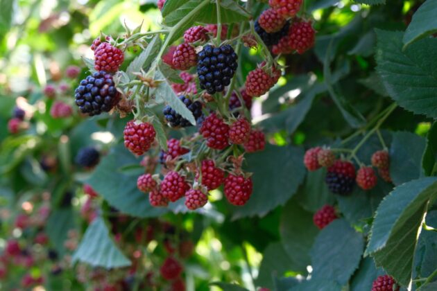 Kestel’de ahududu ve böğürtlen üretiminde Sırbistan modeli