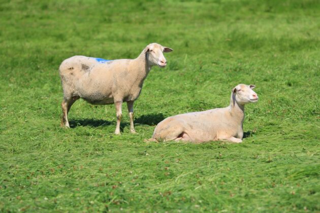 Bursa’da küçükbaş hayvancılığa yönelik önemli proje
