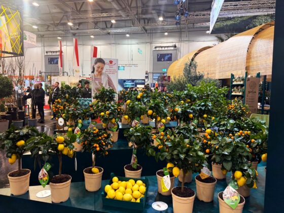 Kestel’in yeşil gücü dünyaya açıldı