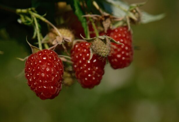 Osmangazi Belediyesi’nden dağ köylerinde ahududu seferberliği