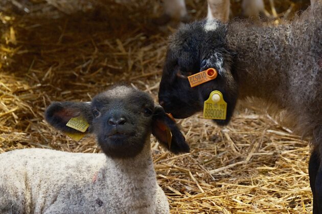 Merinos Koyunu’na yeni rakip