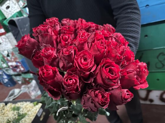 Kırmızı gülü yağış vurdu