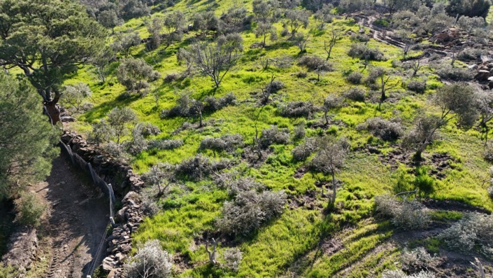 Yüzlerce ağacı kesip ortadan kayboldular