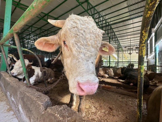 1 tonluk boğa 400 bin liraya satıldı