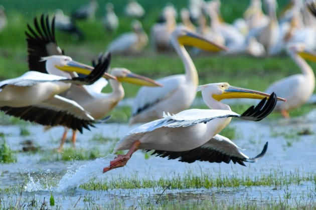 Pelikan sürüsünün Bursa molası