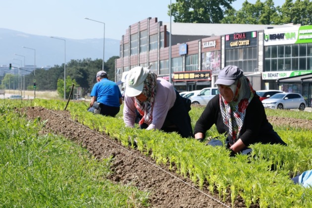 Osmangazi çiçeklerle donatılıyor